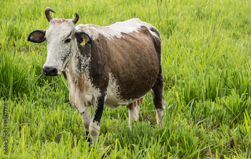 cow on a meadow