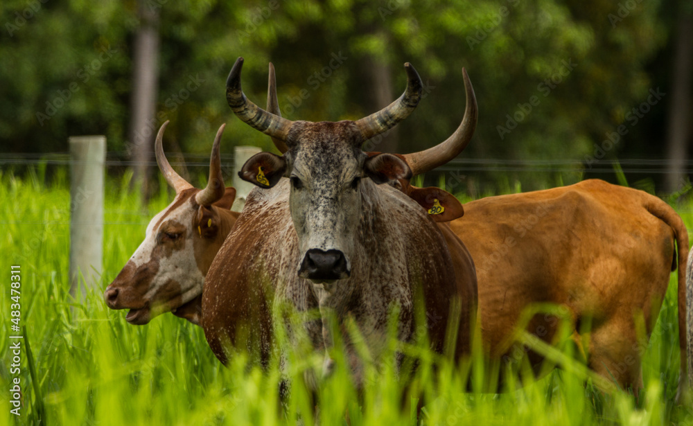 cow with horns