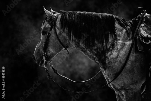 Horse wildlife , Animal portrait ,speed competition black white 