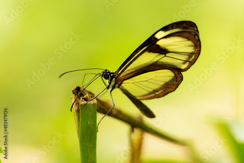 Borboleta de asa de vidro da espécie de borboleta de pés escovados também conhecida como Greta oto. photo