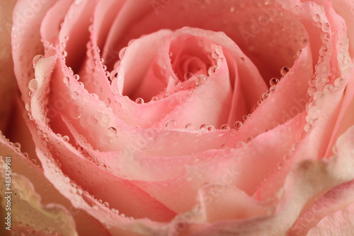 lovely pink rose close up macro with water drops on petals photo