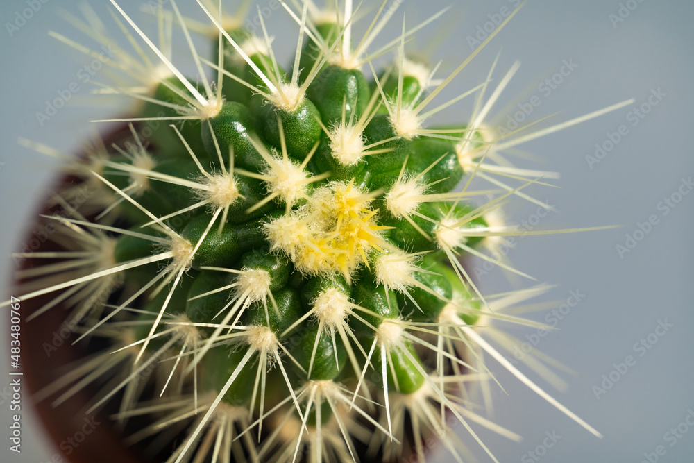 top view. a small potted cactus on a gray background. houseplants. top view. a small potted cactus on a gray background. houseplants.