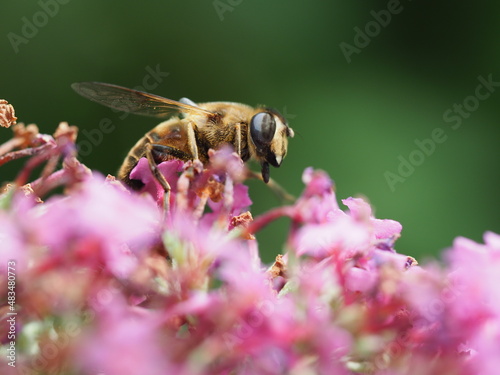 Schwebfliege auf pinken Blüten