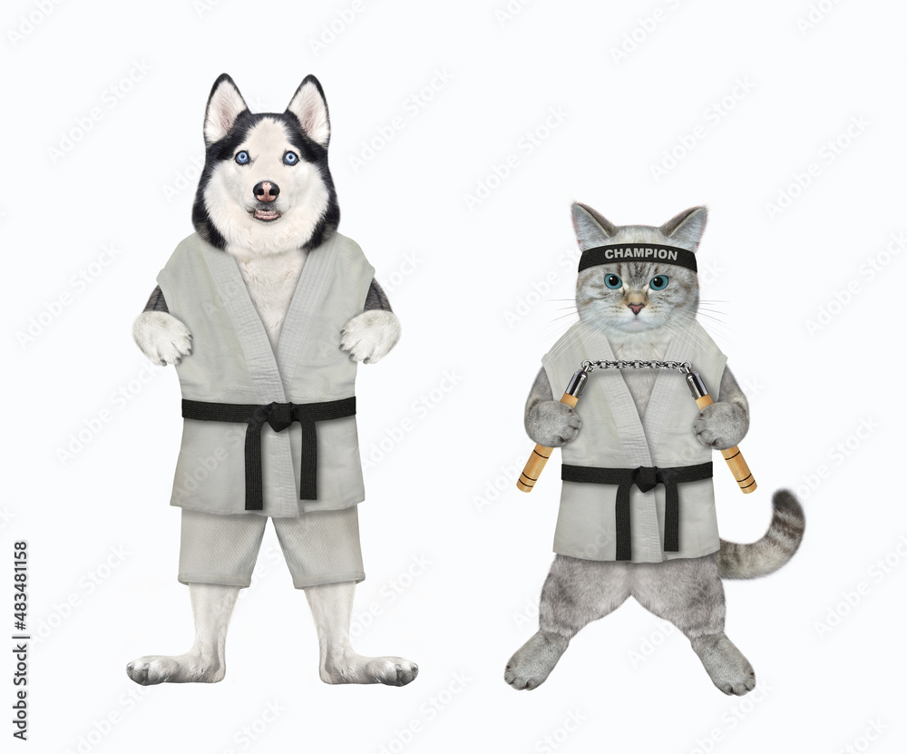 A dog husky and an ashen cat with nunchucks are karate athletes. White background. Isolated. A dog husky and an ashen cat with nunchucks are karate athletes. White background. Isolated.