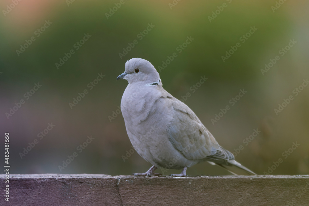 Eurasian collared dove Streptopelia decaocto in close view