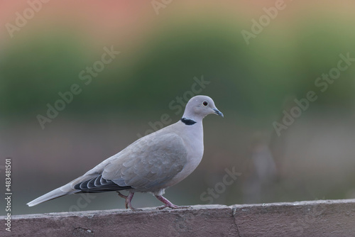 Eurasian collared dove Streptopelia decaocto in close view