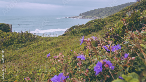 flowers on the beach