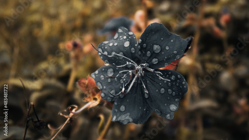 flowers in the forest