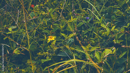 flowers in the forest
