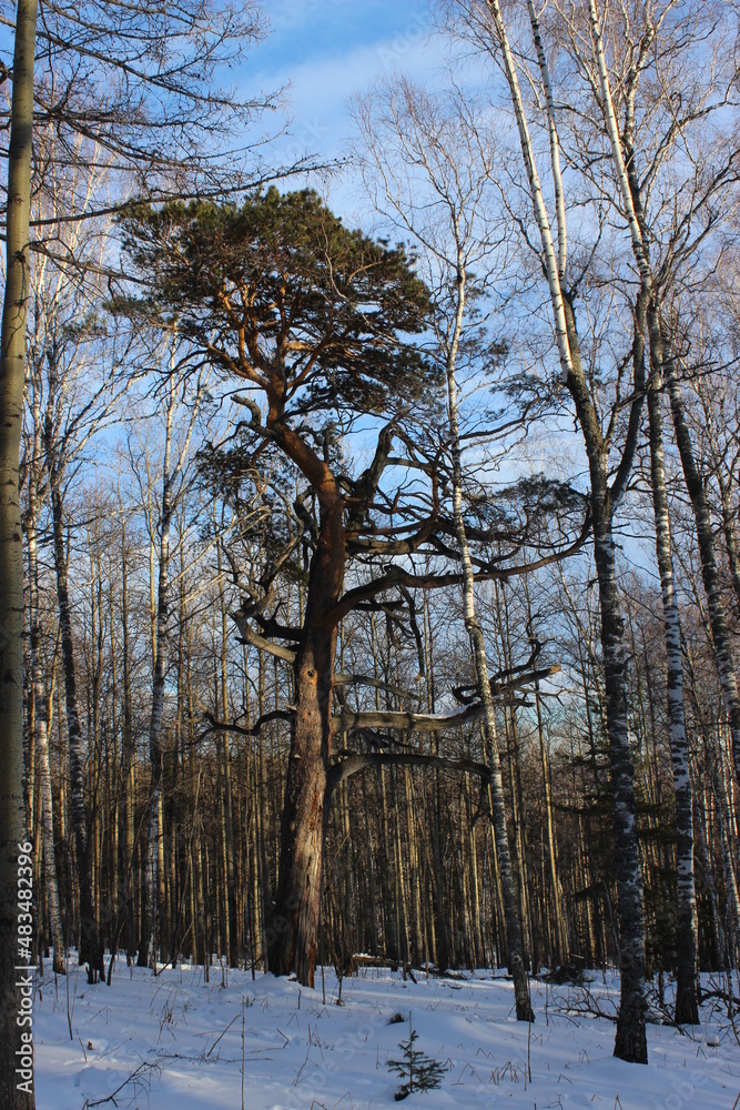 Fototapeta premium trees in winter