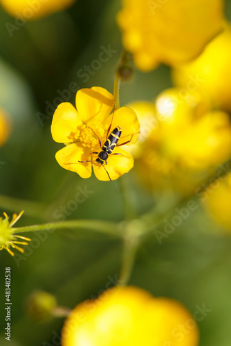 Longhorned beetle Clytus arietis sitting on a yellow flower in spring photo
