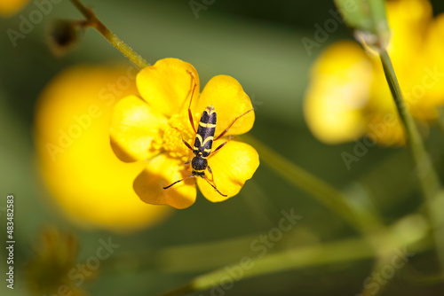 Longhorned beetle Clytus arietis sitting on a yellow flower in spring