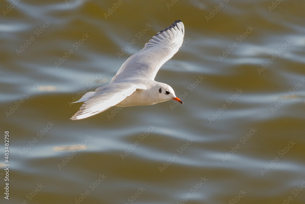 Obraz premium Black-headed Gull (Chroicocephalus ridibundus) in winter plumage in flight above water