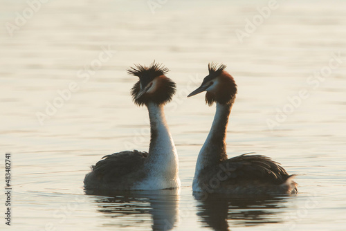 Great Crested Grebe (Podiceps cristatus) two birds courtshipping photo