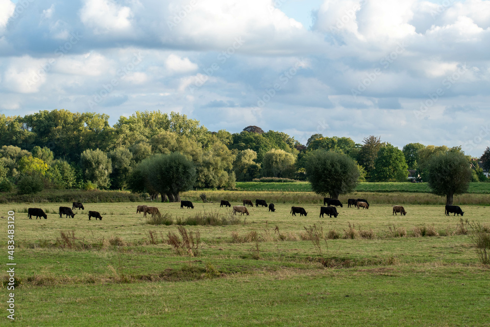 Large grazers at the nature reserve Mechels Broek, Belgium