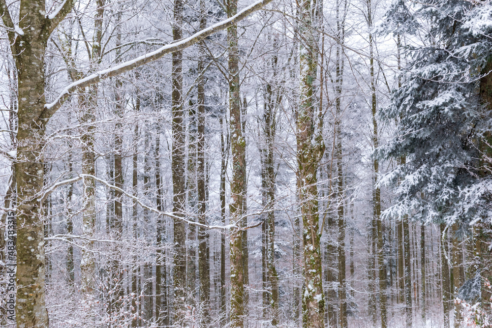 Fototapeta premium La neige à la montagne
