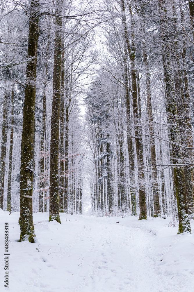 La neige à la montagne