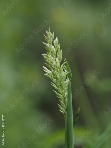 Sich öffnende Wiesenrispe mit Regentropfen
