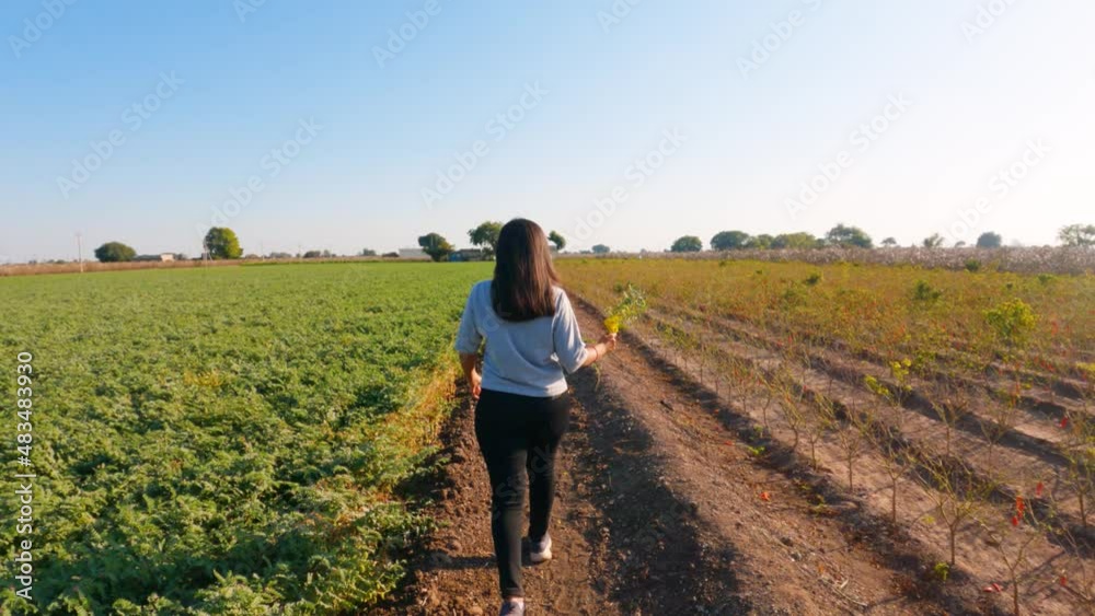 4K video of Young Indian woman walking through the green field. Green Farmland with harvested crop in Rural India. Agriculture farm. 4K video of Young Indian woman walking through the green field. Green Farmland with harvested crop in Rural India. Agriculture farm.