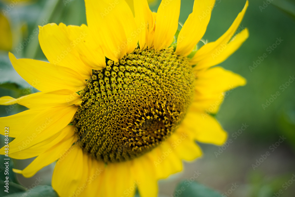 Naklejka premium sunflower