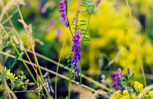 grass and flowers