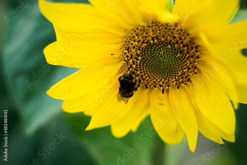 sunflower with bee