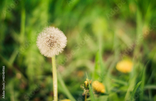 dandelion on grass