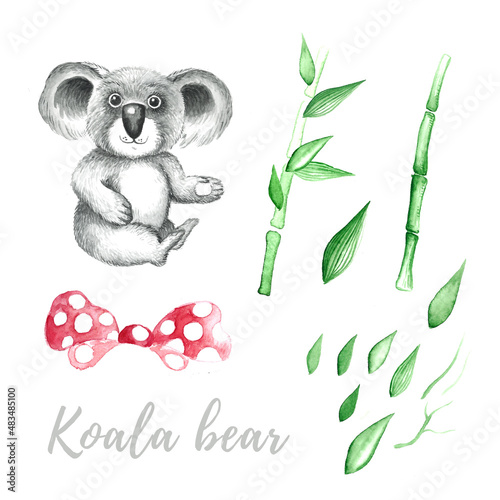 Photography Cute coala set illustration isolated on white background.
