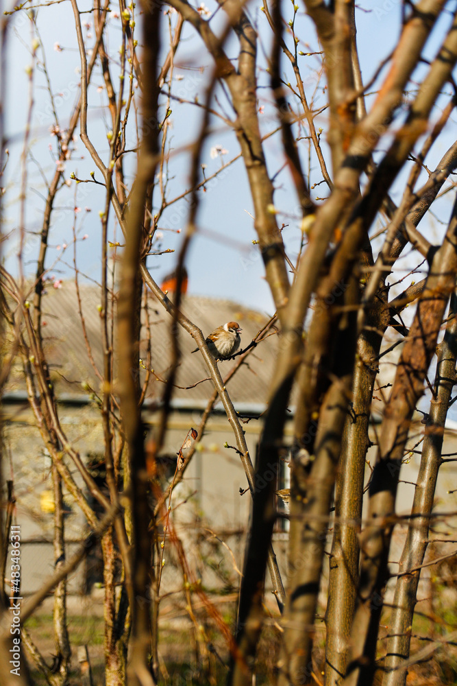 Crown sparrow singing on brown brunches. An american tree sparrow sings from an exposed perch. Nature rural background. Vertical Crown sparrow singing on brown brunches. An american tree sparrow sings from an exposed perch. Nature rural background. Vertical