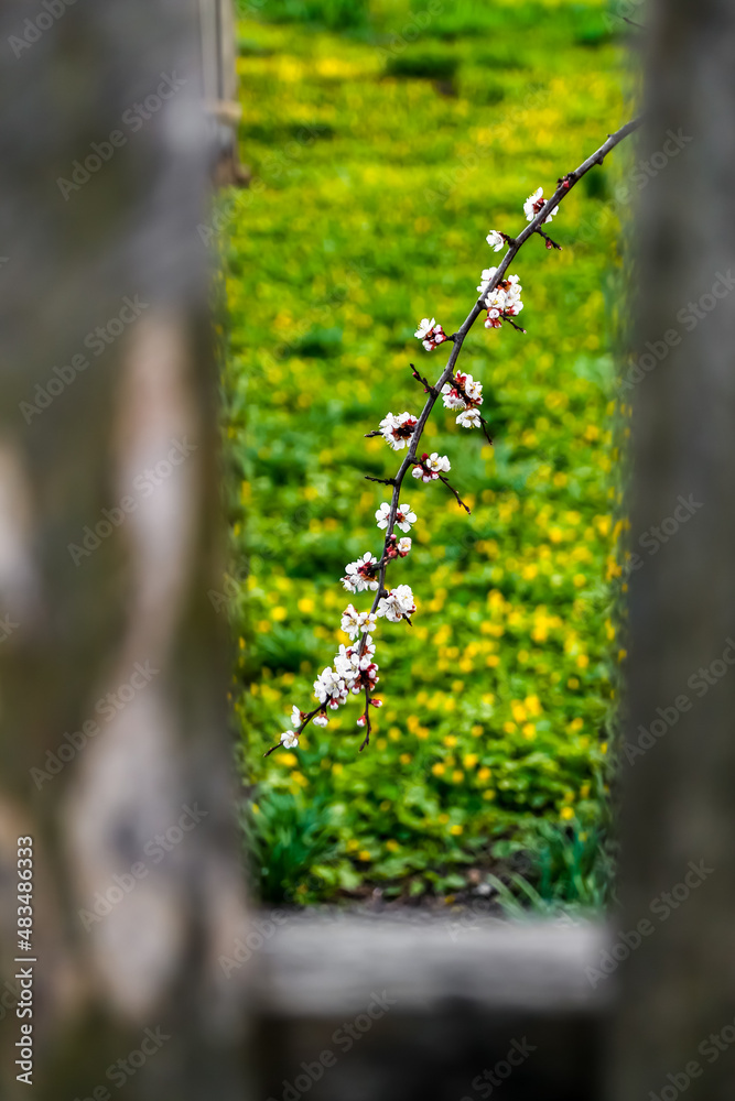 Spring branch. Beautiful branches of white Cherry blossoms on the tree on green grass background. Apricot flowers during spring season in the park. Early spring concept Spring branch. Beautiful branches of white Cherry blossoms on the tree on green grass background. Apricot flowers during spring season in the park. Early spring concept