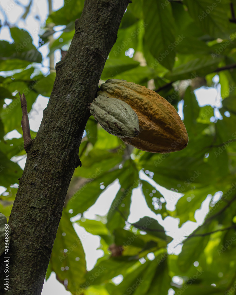 cacao maduro y cacao verde en árbol de cacao cacao maduro y cacao verde en árbol de cacao
