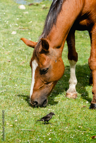 horse and bird in the meadow