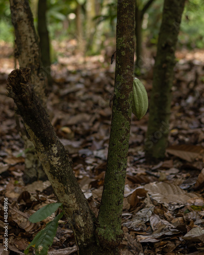 cacao maduro y verde en planta de cacao