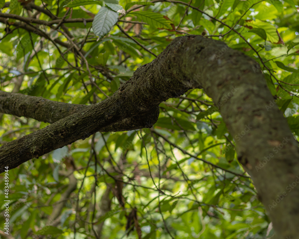 árbol de cacao árbol de cacao