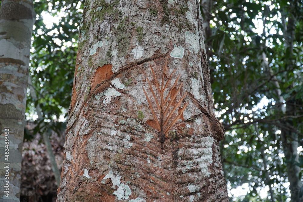 Latex rubber sharinga tree (hevea brasiliensis) with the typical grooves from the rubber latex harvest near the Comunidade Tatuyo, Amazonas, Brazil.