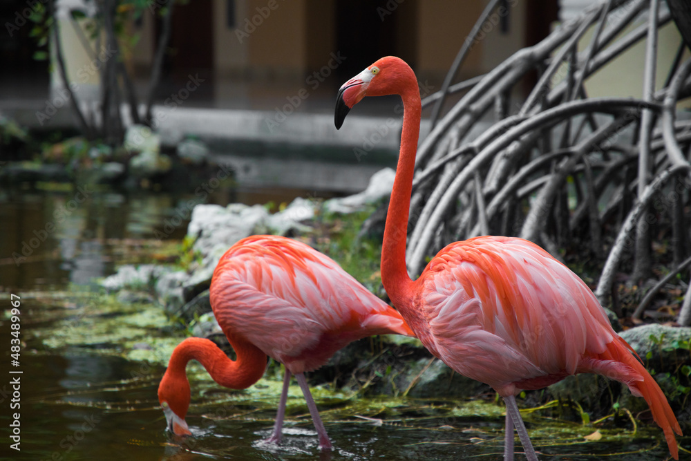 Fototapeta premium two pink flamingos are walking in the garden next to a mangrove tree