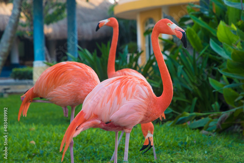 a flock of caribbean flamingos walking in the garden
