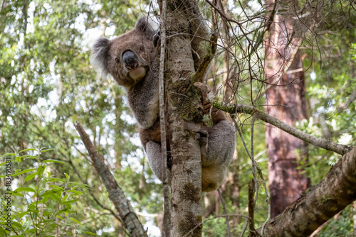 Fototapeta Naklejka Na Ścianę i Meble -  Koala on a tree in the wild - extreme closeup