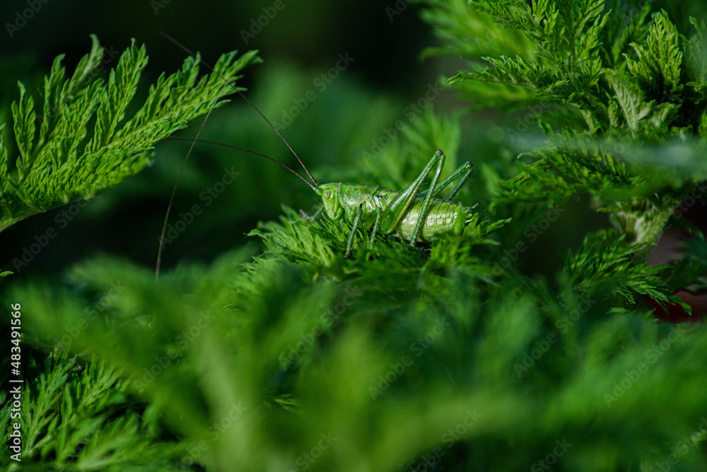 close up of green moss close up of green moss