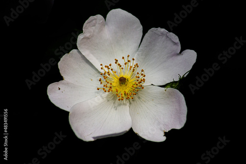 white flower isolated on black