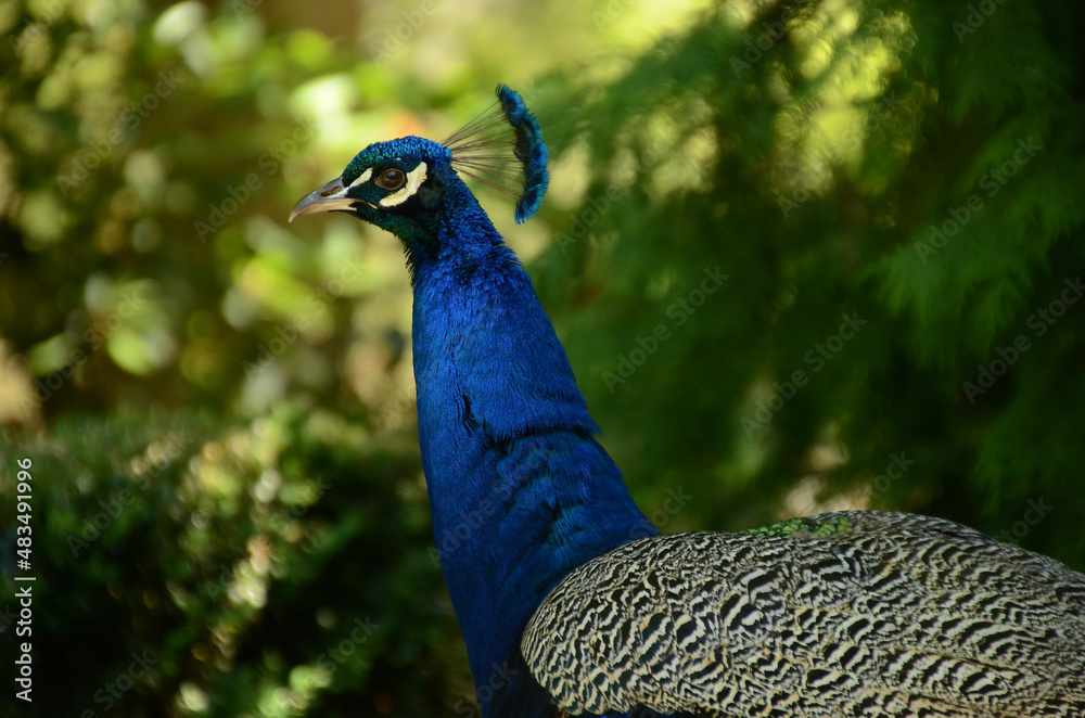 Obraz premium Peacock in close up profile