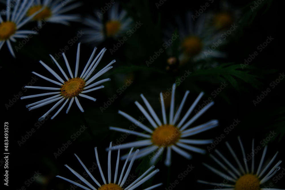 daisy daisy