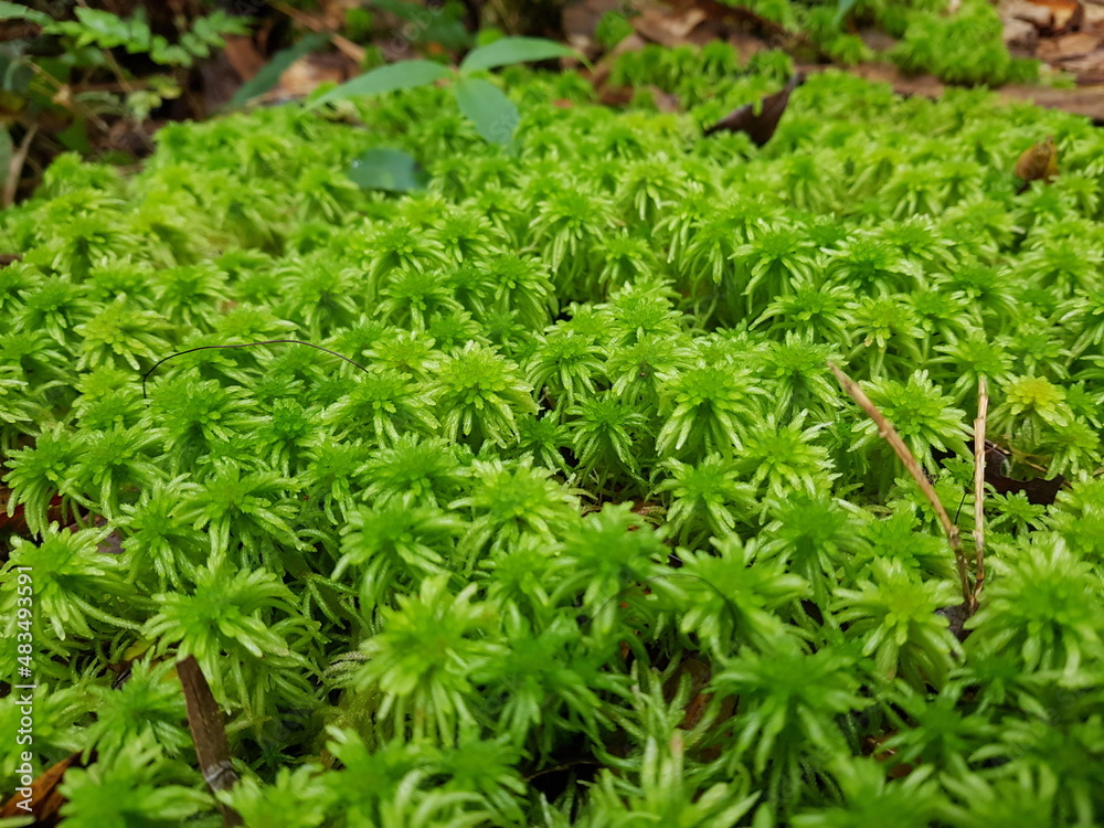 Close-up on moss from a clouf forest in Costa Rica Close-up on moss from a clouf forest in Costa Rica