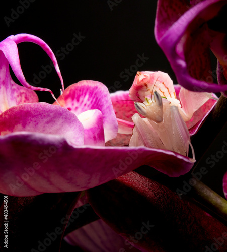 orchid mantis praying hymenopus coronatus photo