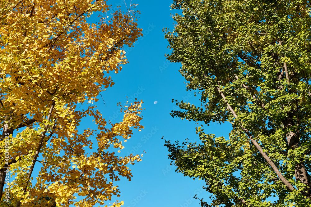 Low angle view of autumn forest against blue sky background, half yellow and half green ginkgo tree leaves with moon in center.
