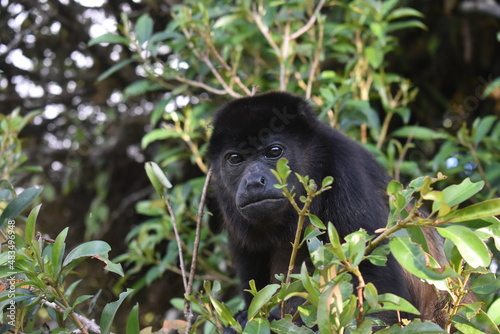 Mono Congo, monteverde Costa Rica. Monkey Congo, monteverde Costa Rica. © Rojo