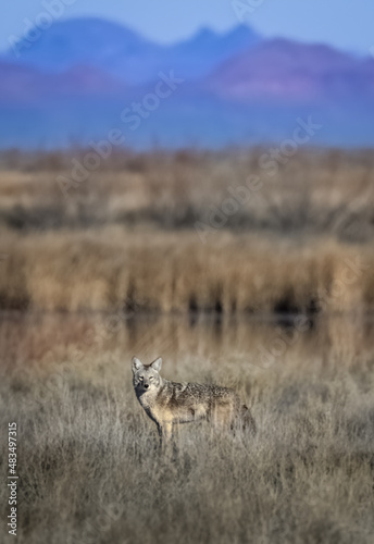 Nevada Desert Coyote