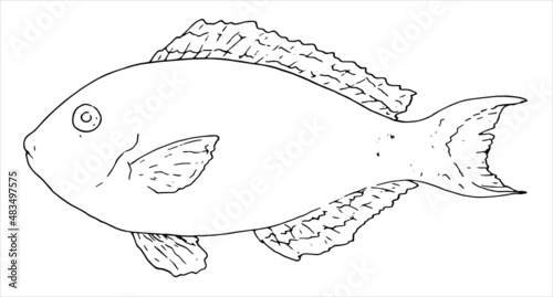 fish Redtail Parrotfish parrot fish. Hand-drawn side view of retail parrot fish black outline on White for menu design template, signage, labels