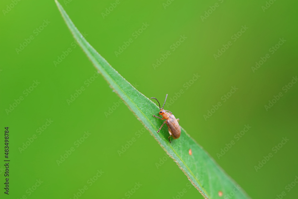 Leaf beetle on wild plants, North China Leaf beetle on wild plants, North China