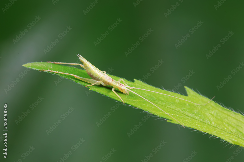 Tree cricket on wild plants, North China